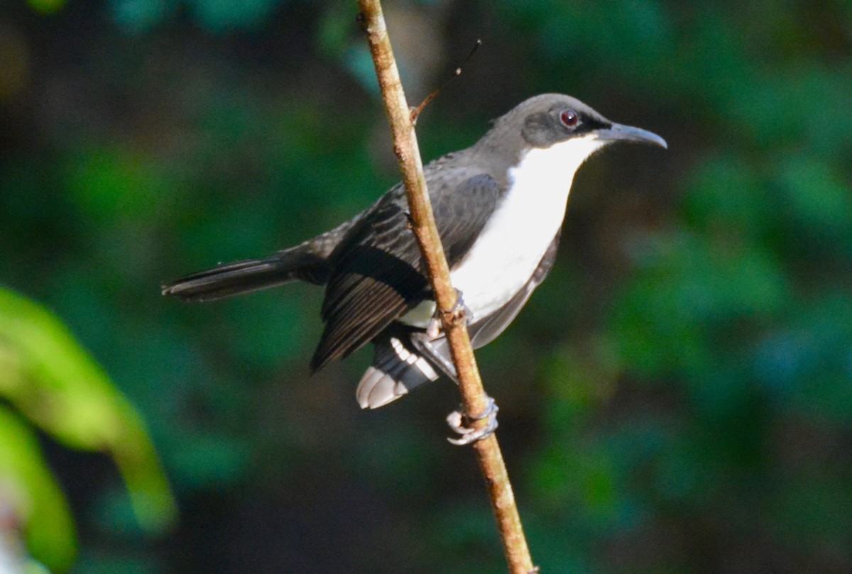 White-breasted Thrasher - Vic Dillabaugh