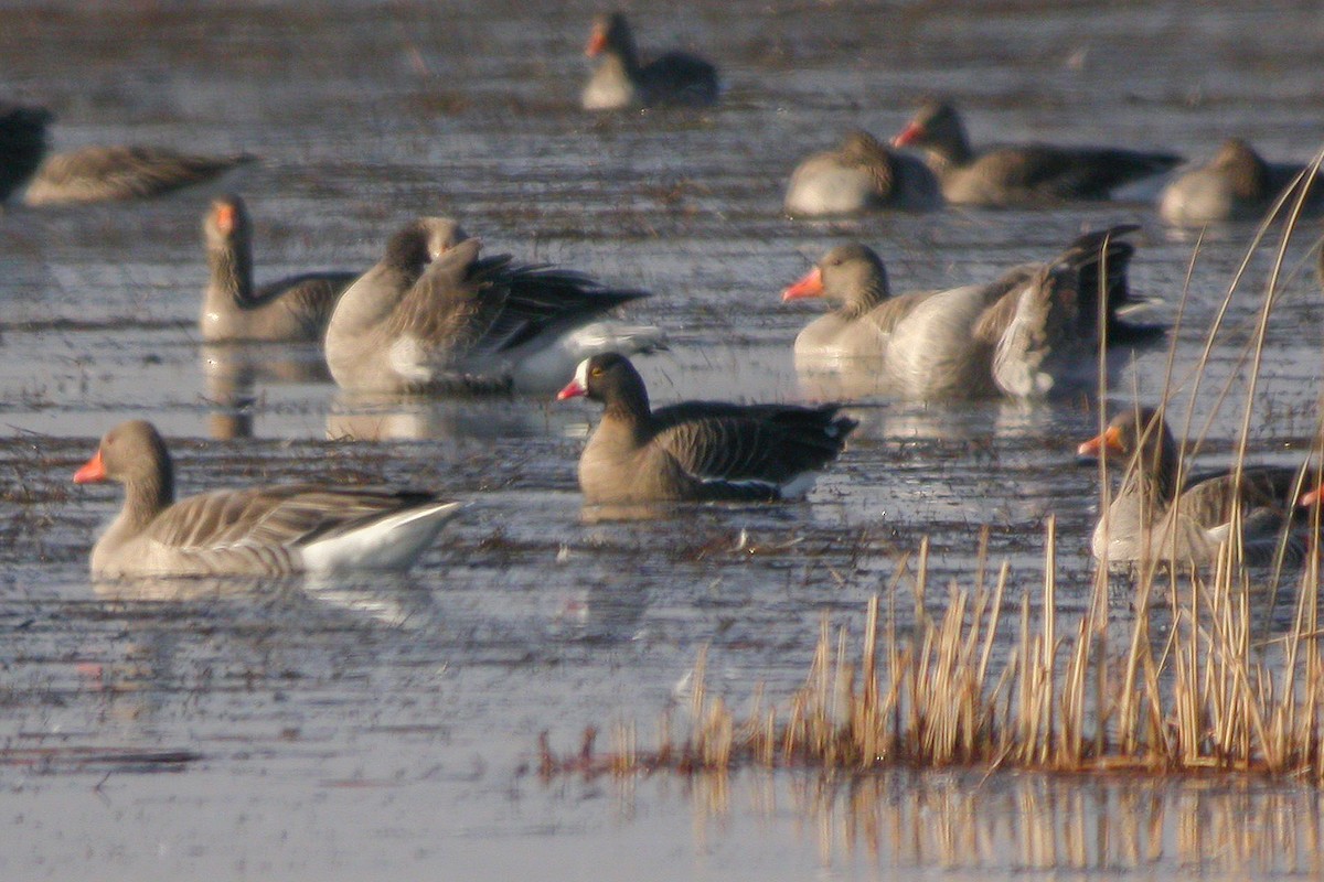 Lesser White-fronted Goose - Miguel Rouco