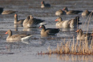 Lesser White-fronted Goose, ML192415961