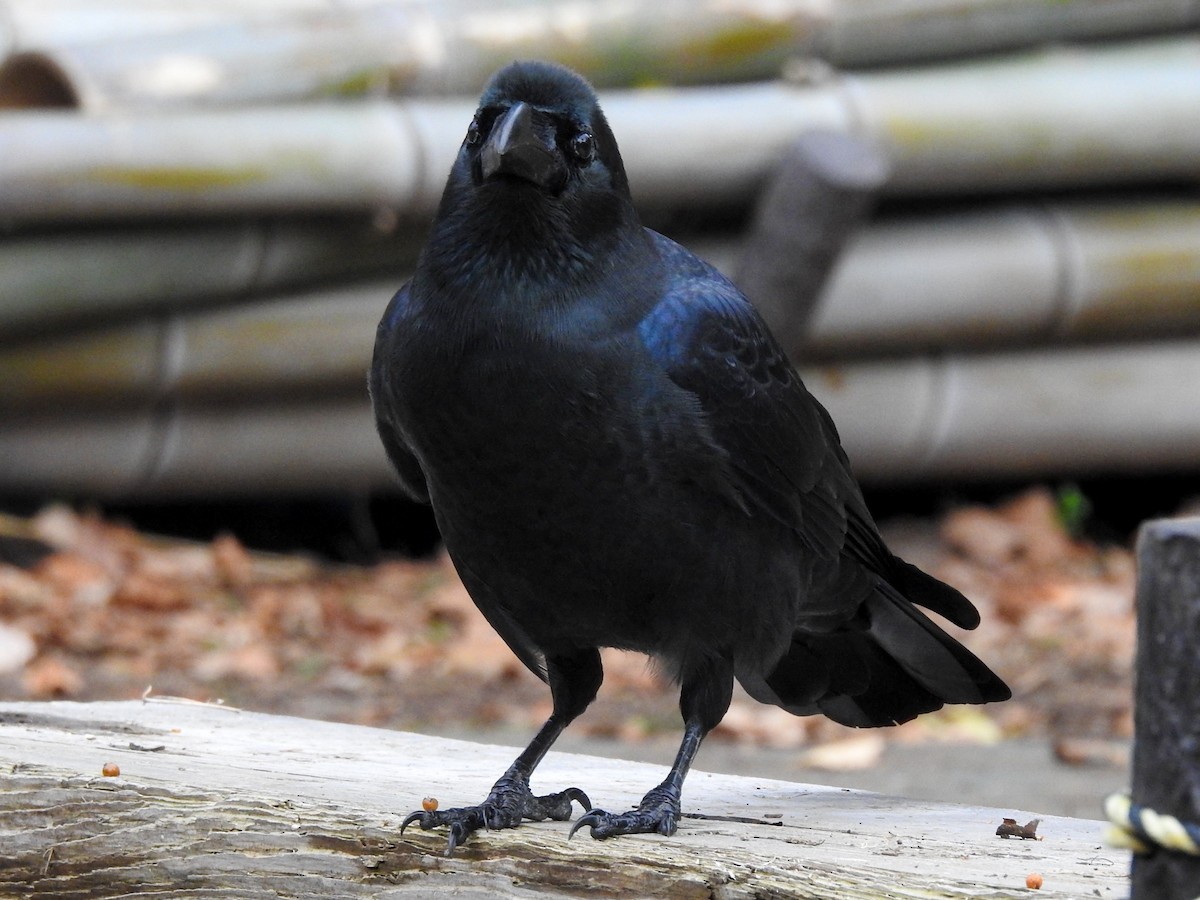 Large-billed Crow - ML192418181