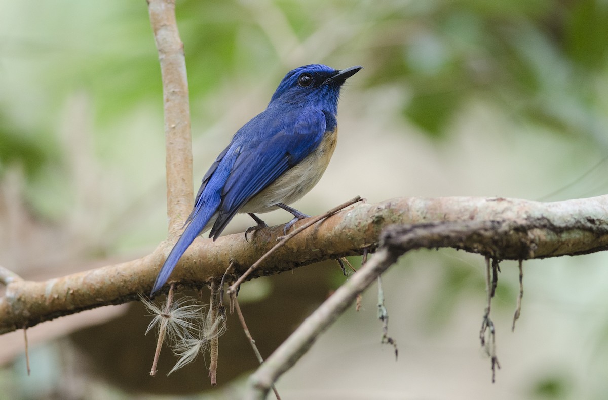 Malaysian Blue Flycatcher - Wachara  Sanguansombat