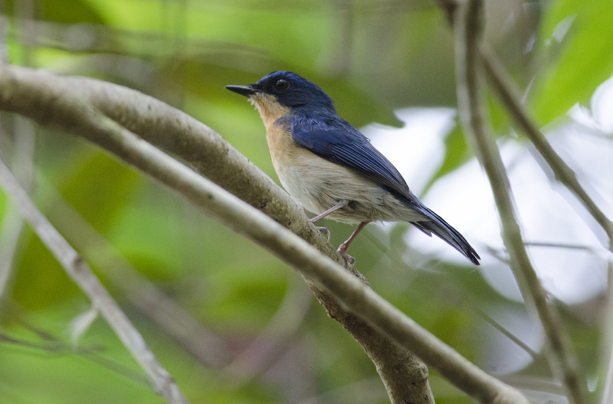Malaysian Blue Flycatcher - Wachara  Sanguansombat