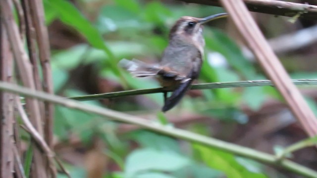 kolibřík temnohrdlý - ML192420961