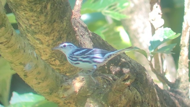 Black-and-white Warbler - ML192426351