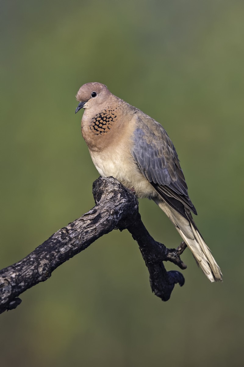 Laughing Dove - ML192426611