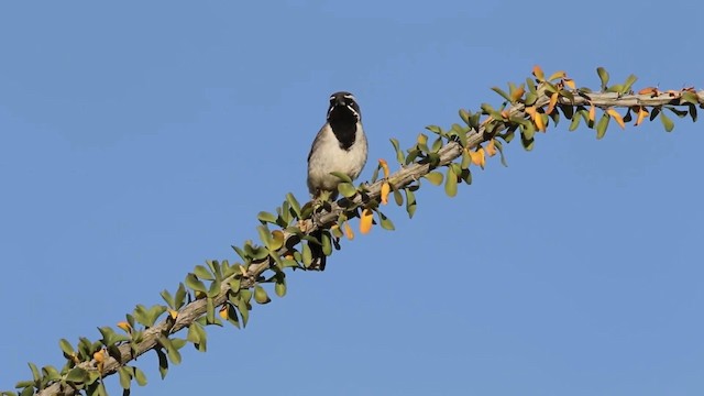 Black-throated Sparrow - ML192431281