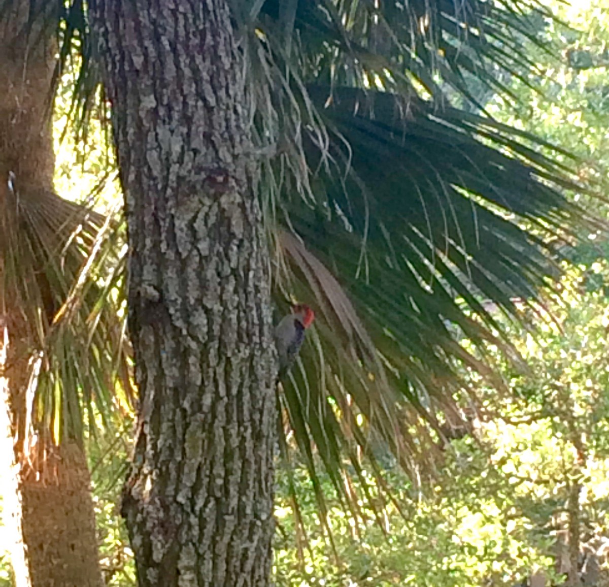 Red-bellied Woodpecker - ML192432131