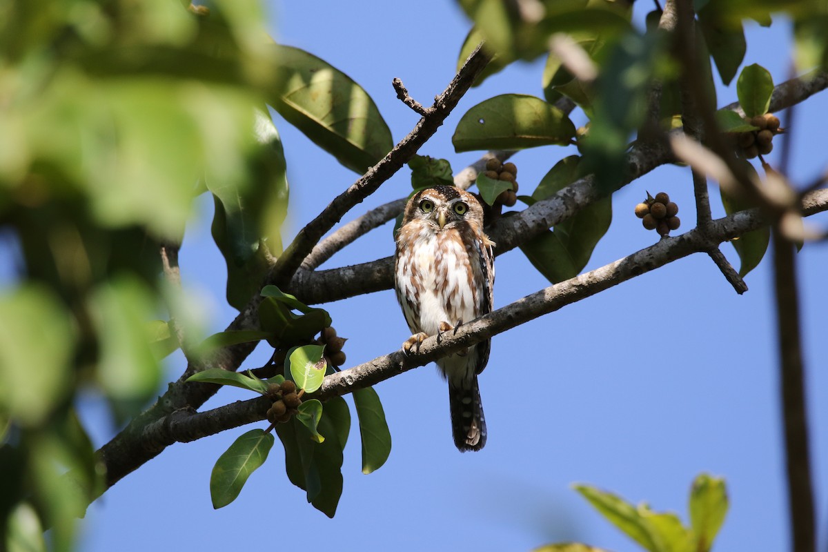 Pearl-spotted Owlet - Matthew Dryden