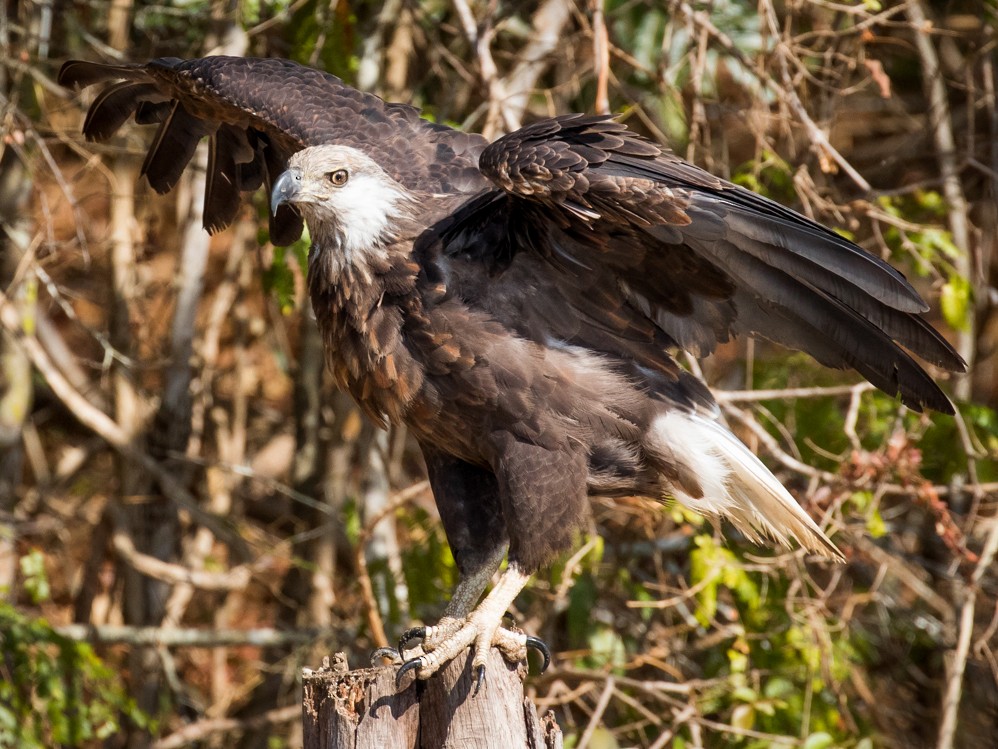 Pygargue de Madagascar - eBird