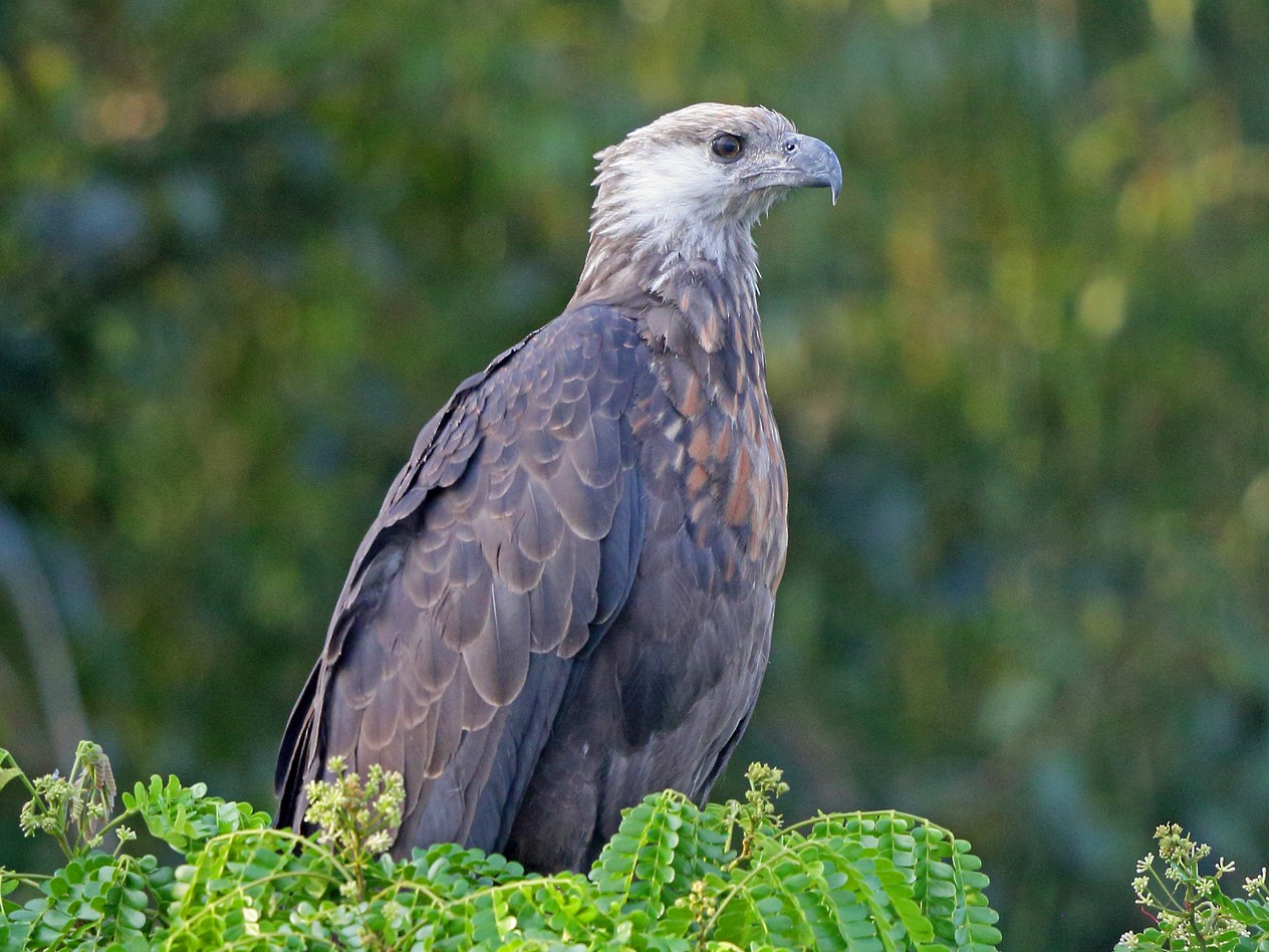 Madagascar Fish-Eagle - Nigel Voaden