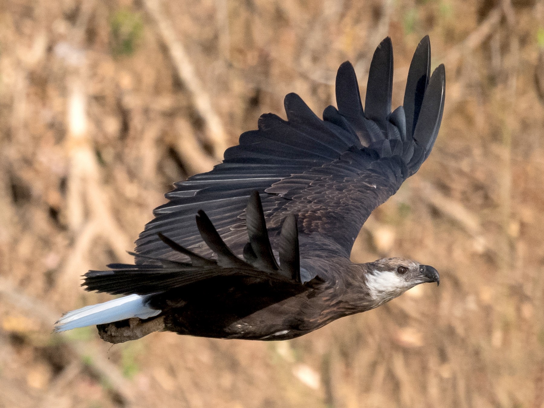 Madagascar Fish-Eagle - Alan Wilkinson