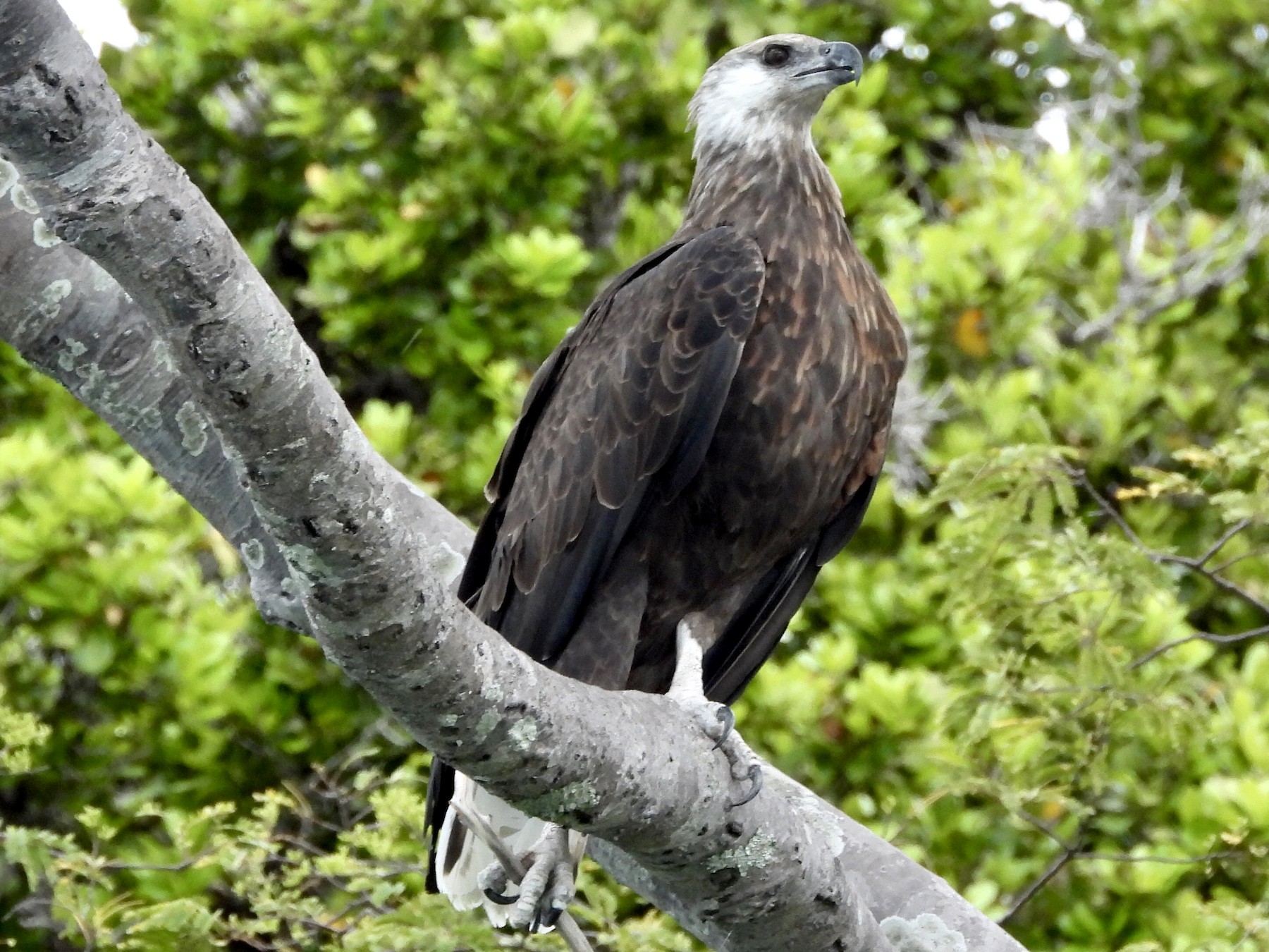 Madagascar Fish-Eagle - GARY DOUGLAS