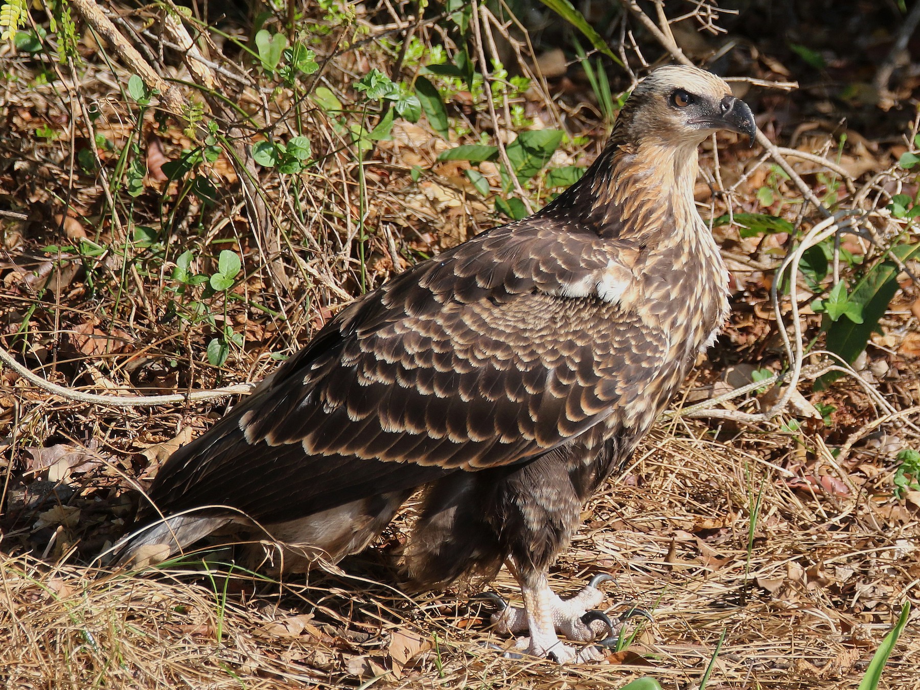 Madagascar Fish-Eagle - Stephen Gast