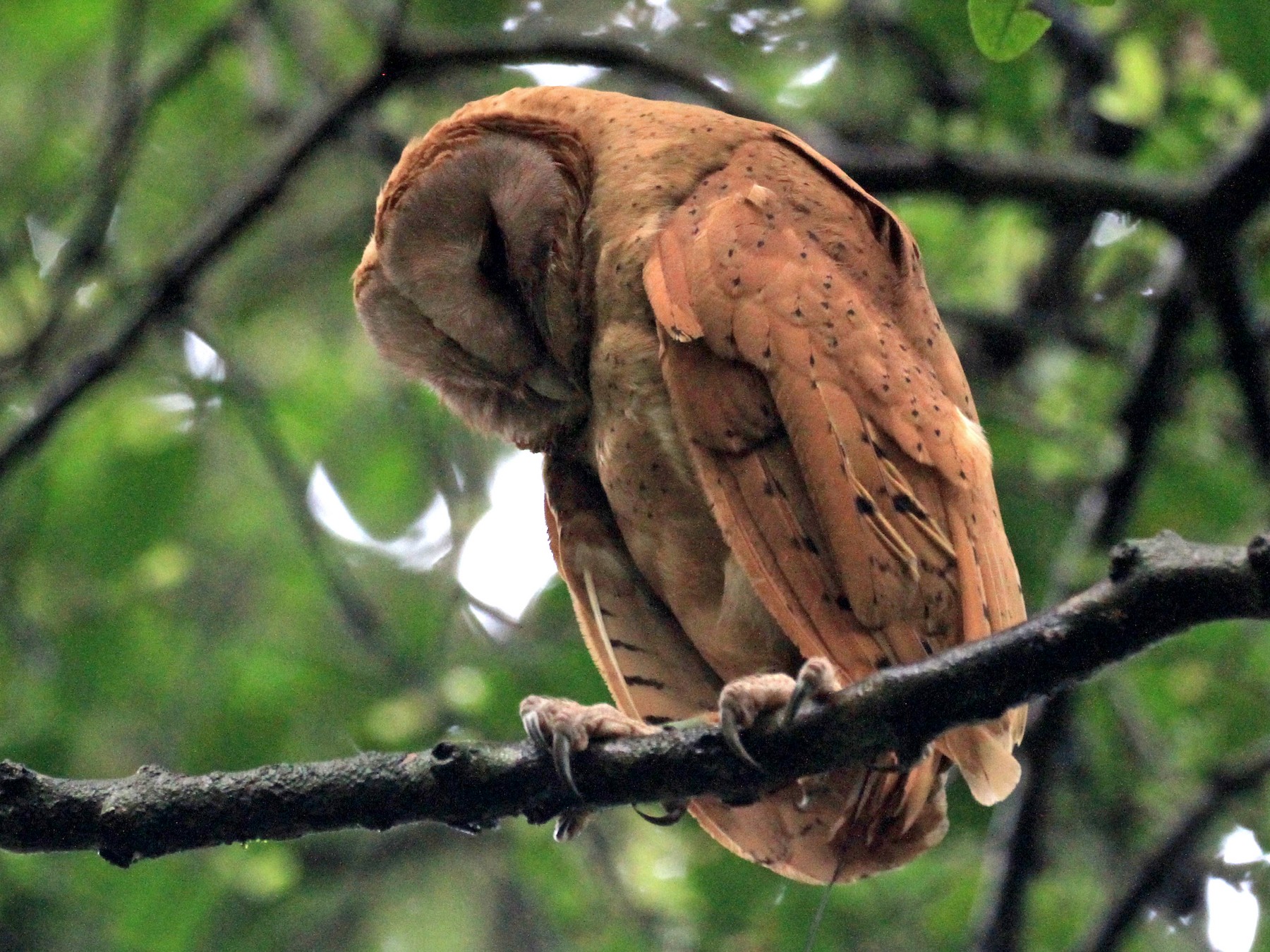 Red Owl eBird
