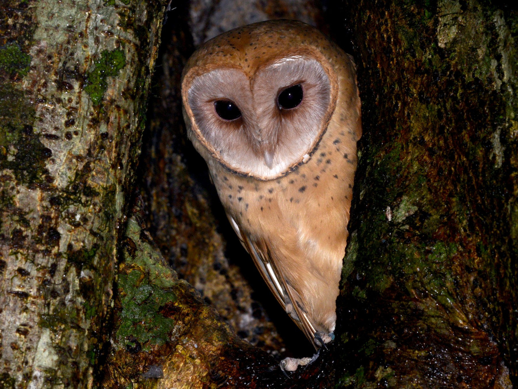 Red Owl eBird