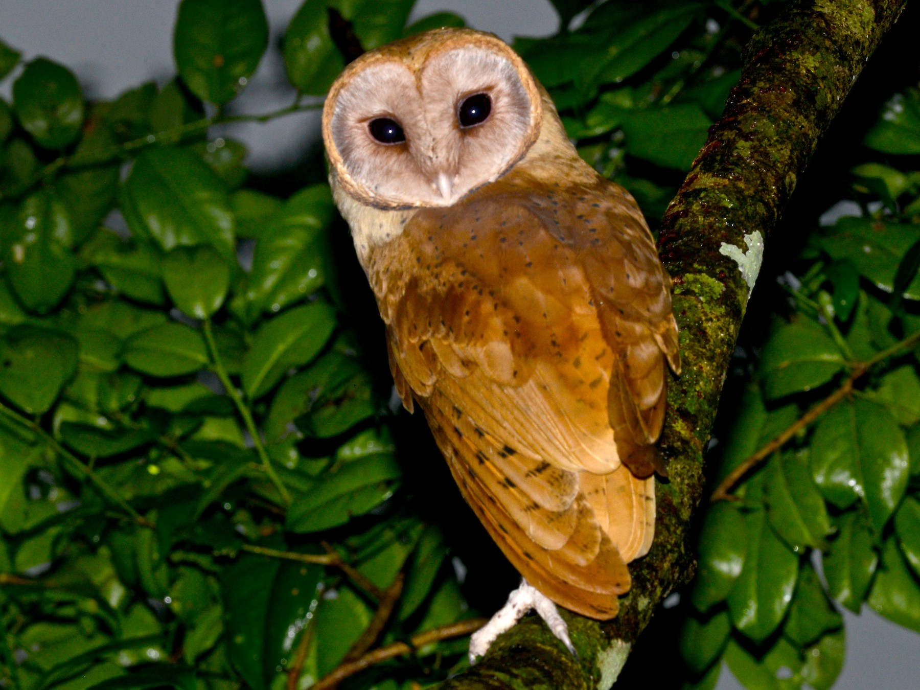 Red Owl eBird