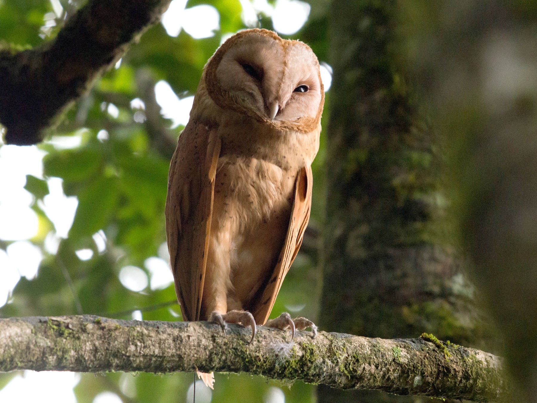 よりナチュラルでエシカルになったメンフクロウのヒナとフクロウの親子 ...