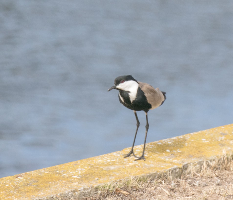 Spur-winged Lapwing - ML192443541
