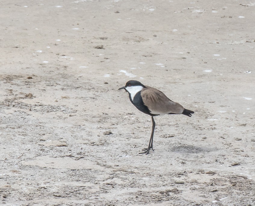 Spur-winged Lapwing - ML192443551