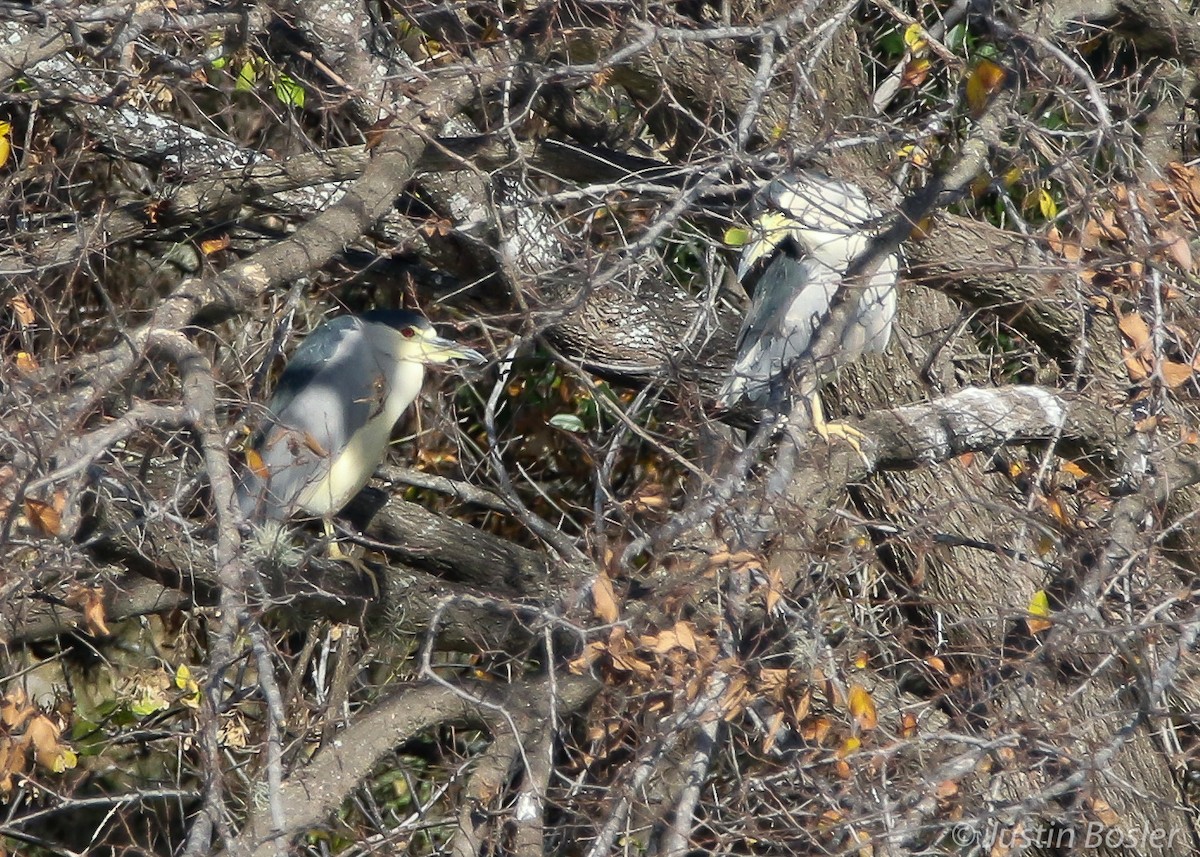 Black-crowned Night Heron - ML192443881
