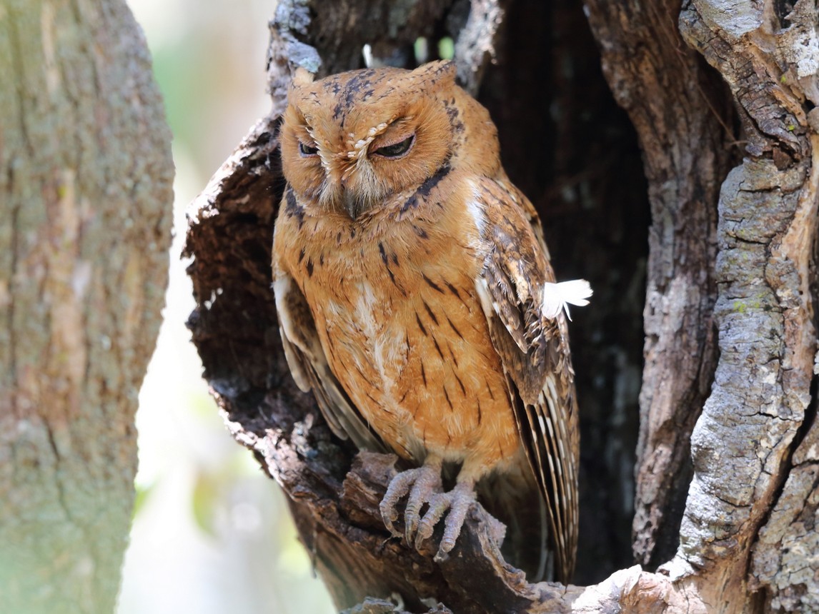 Madagascar Scops-Owl - Nigel Voaden