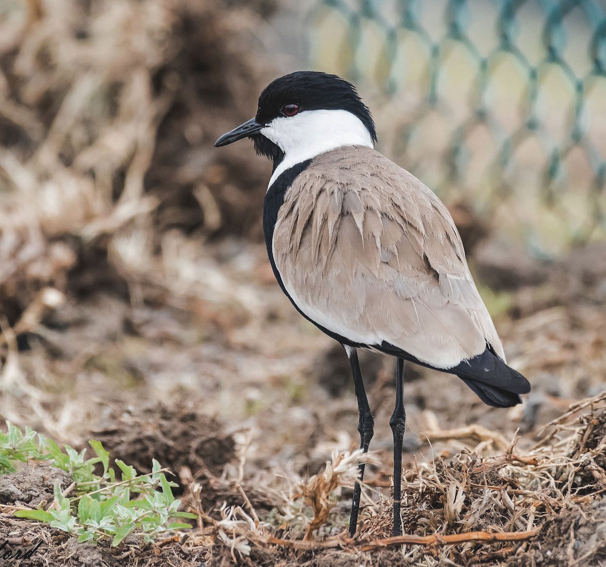 Spur-winged Lapwing - ML192444411