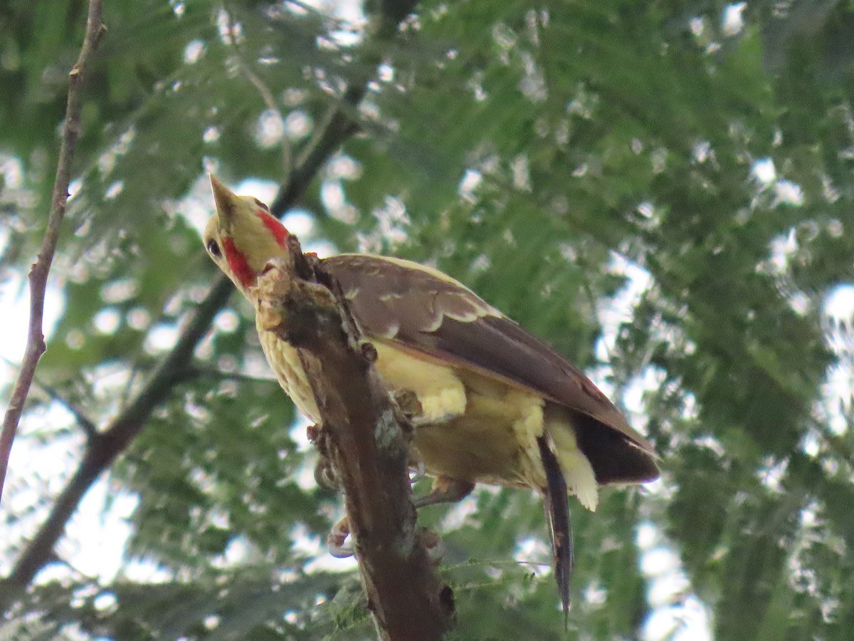 Cream-colored Woodpecker - Cesar Sevillano Guerra