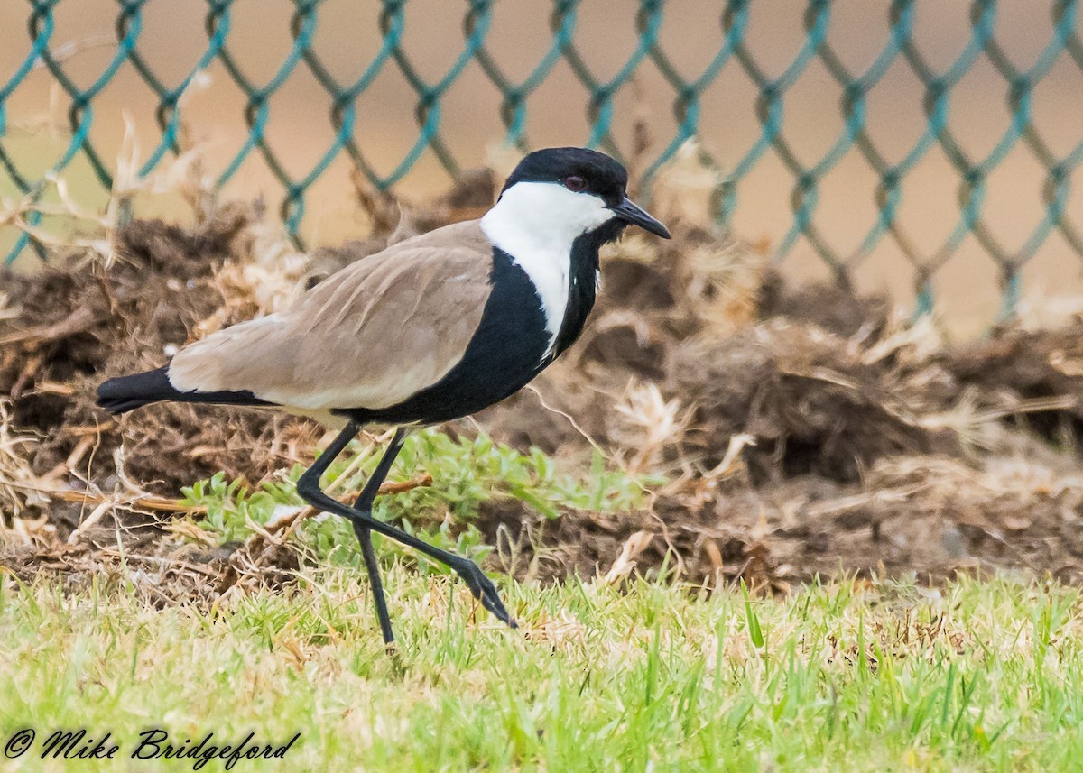 Spur-winged Lapwing - Bruce Ward-Smith