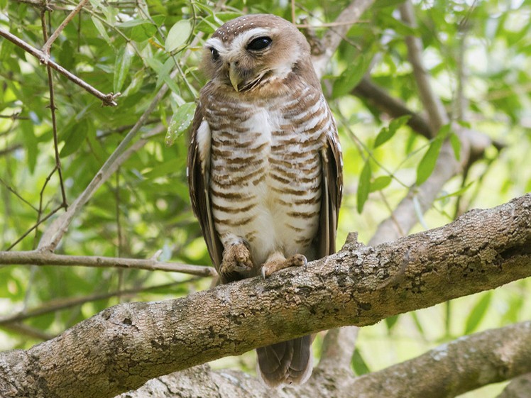 White-browed Owl - Yeray Seminario