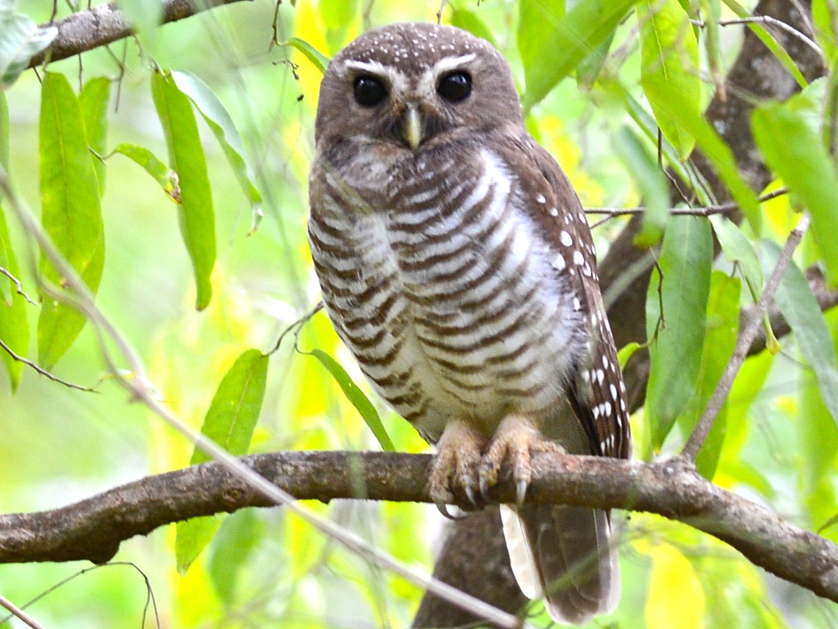 White-browed Owl - Alan Van Norman