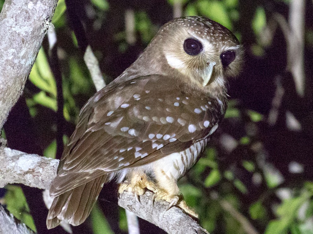 White-browed Owl - Skip Russell