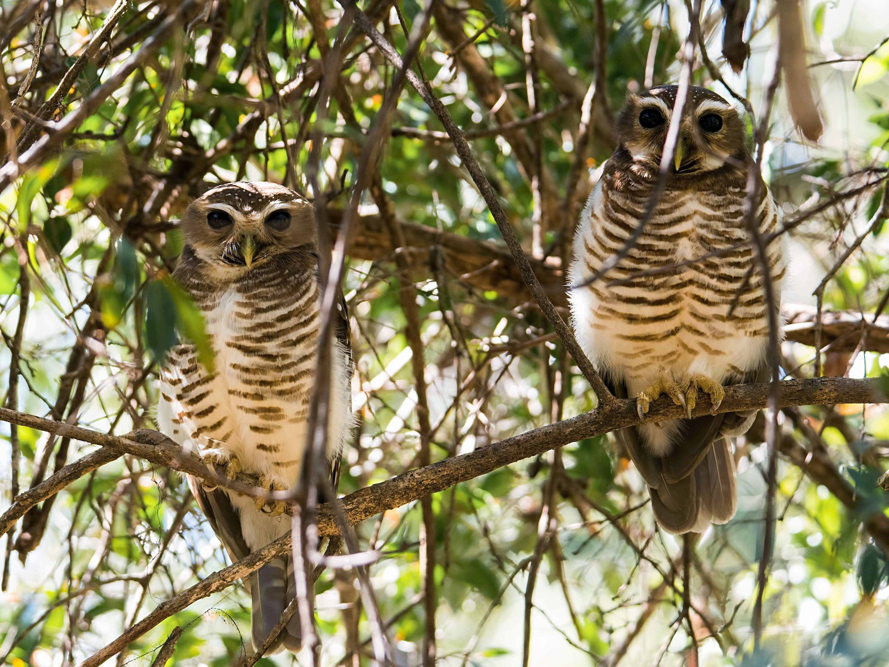 White-browed Owl - Shailesh Pinto