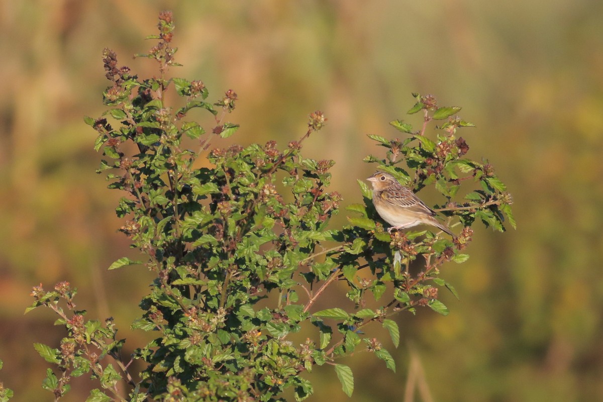 Grasshopper Sparrow - ML192447481