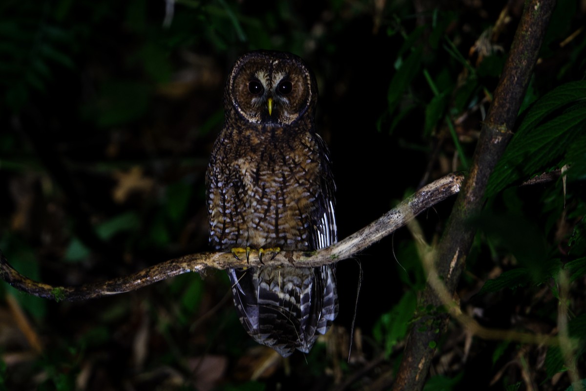 Himalayan Owl - Snehasis Sinha
