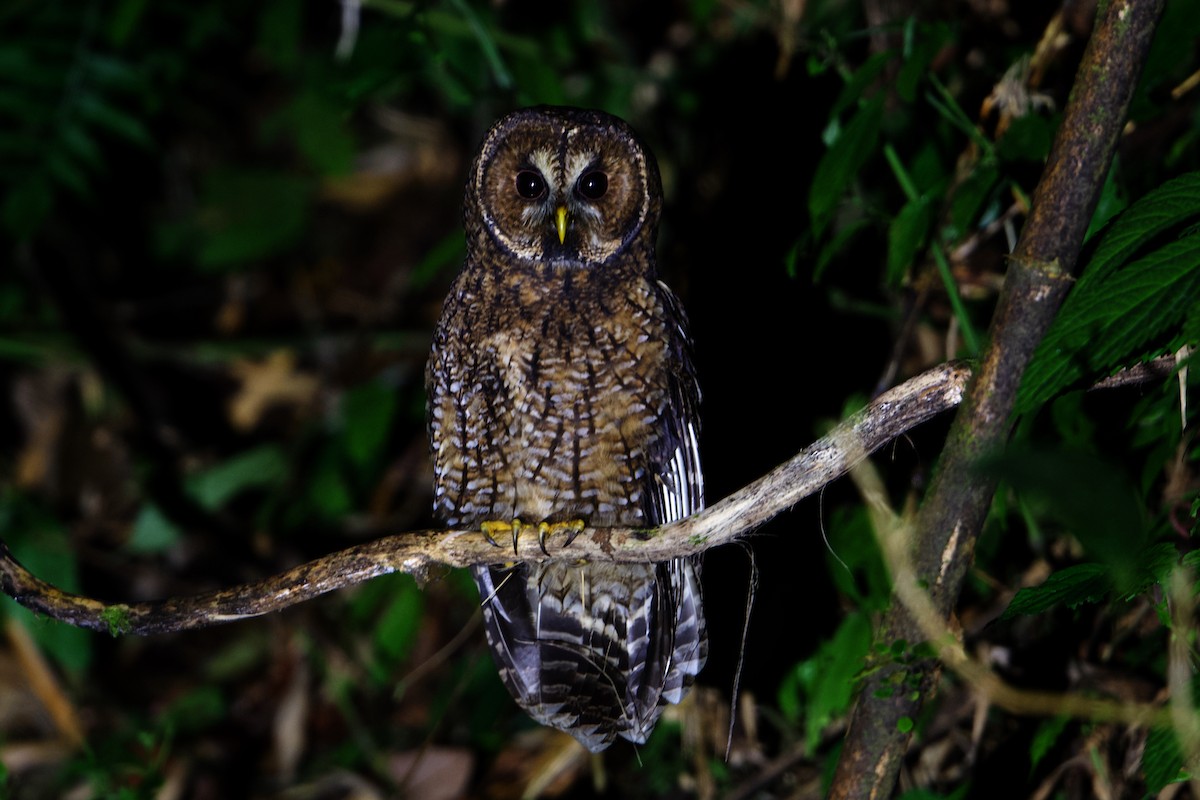 Himalayan Owl - ML192453791