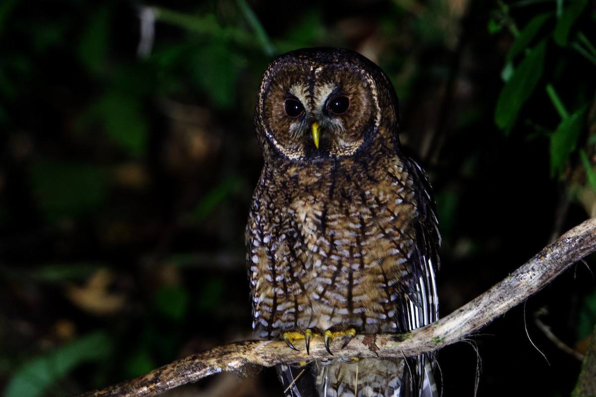 Himalayan Owl - ML192453801