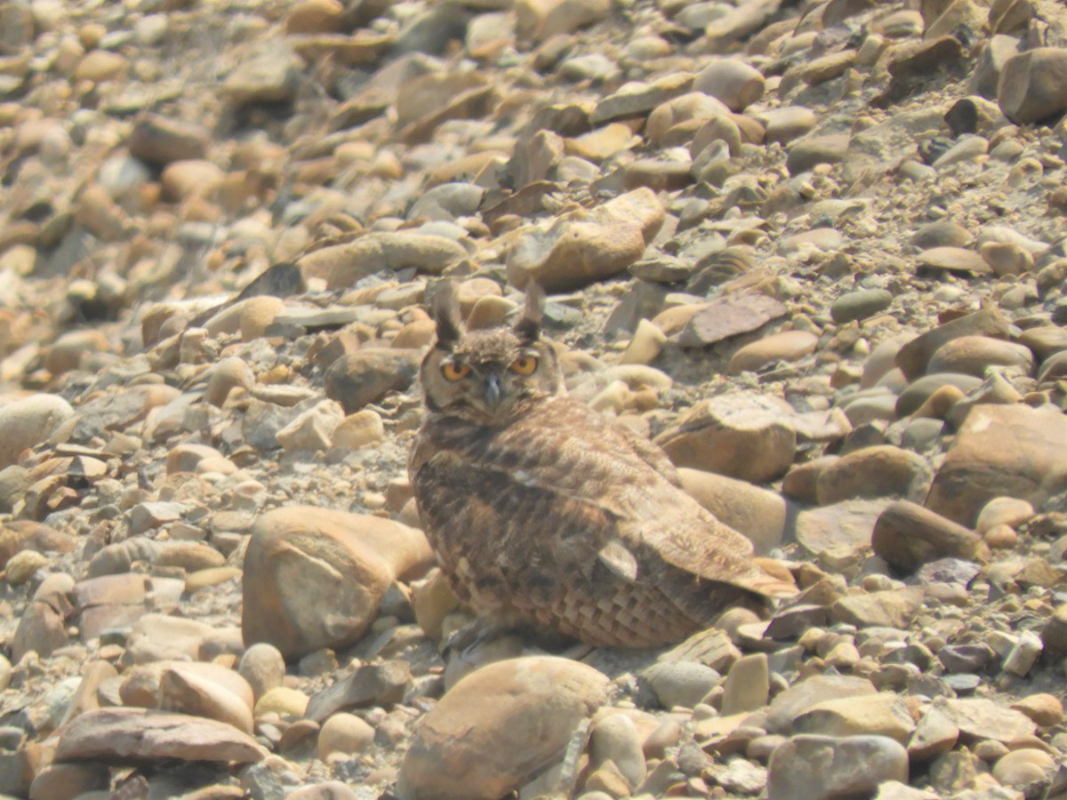 Great/Lesser Horned Owl - Cliff Cordy