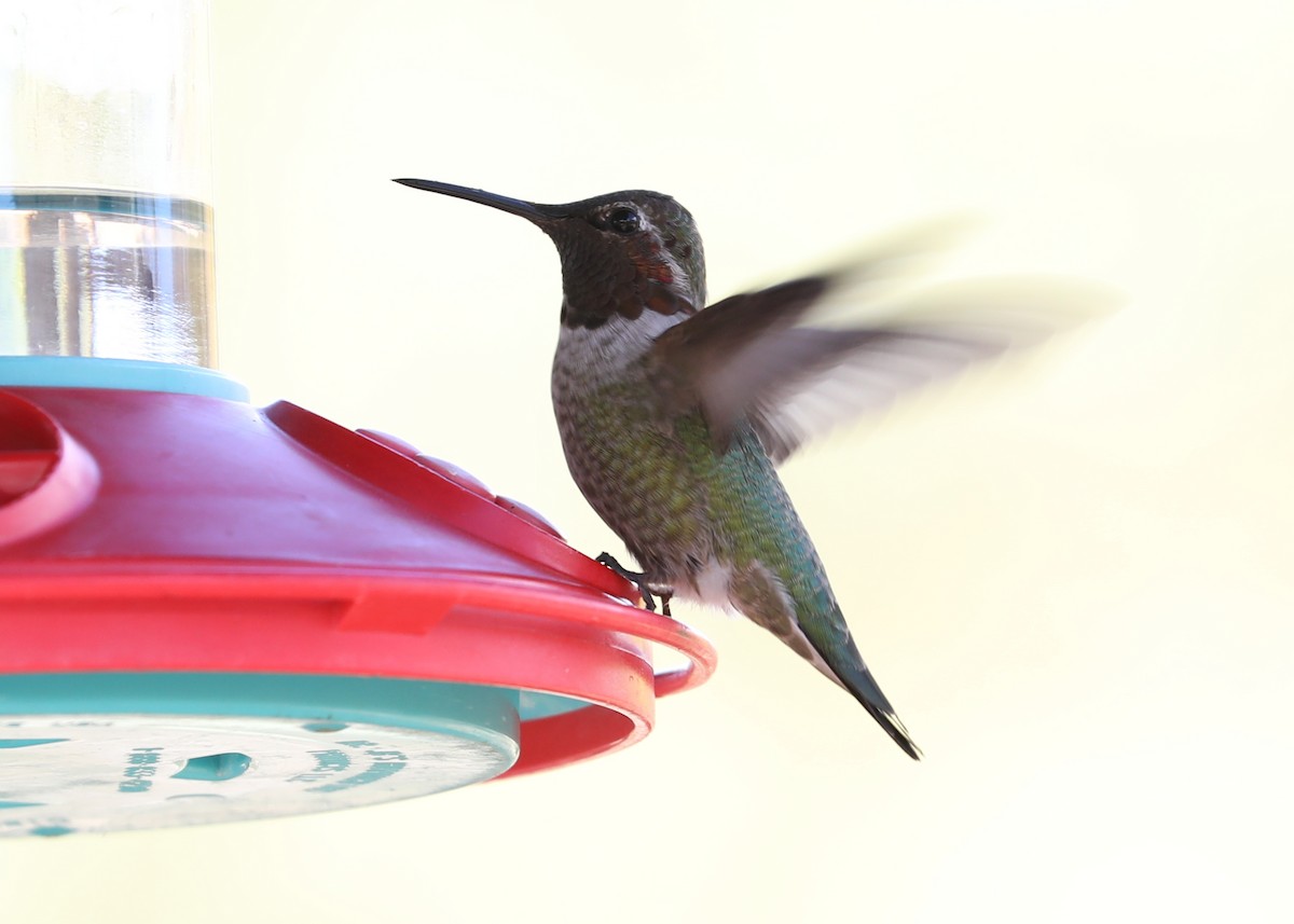 Anna's Hummingbird - James Rieman