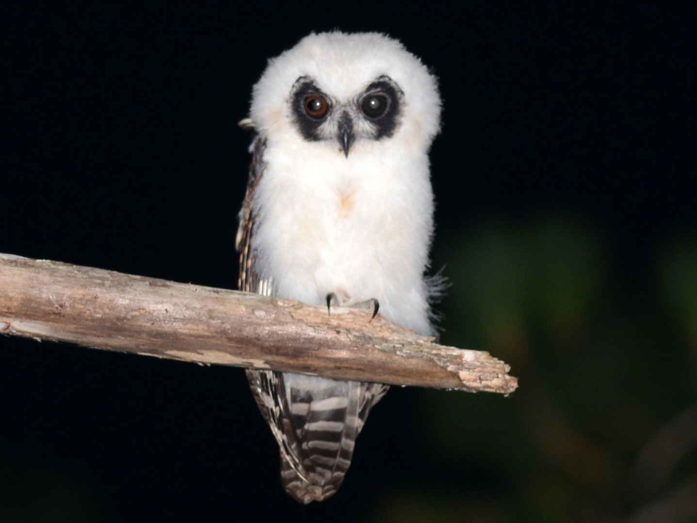 Madagascar Owl - Alan Van Norman