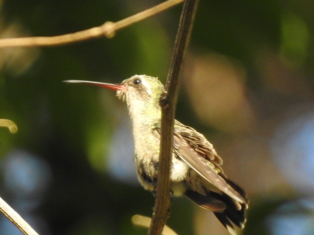 Broad-billed Hummingbird - Edward Jordan