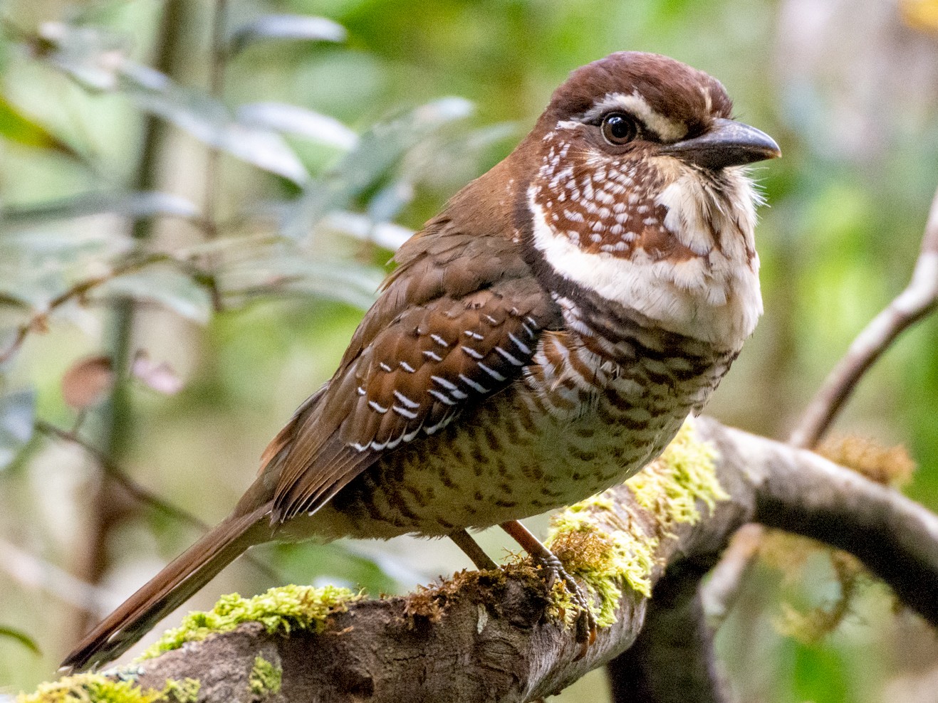 Short-legged Ground-Roller - Jean-Sébastien Guénette