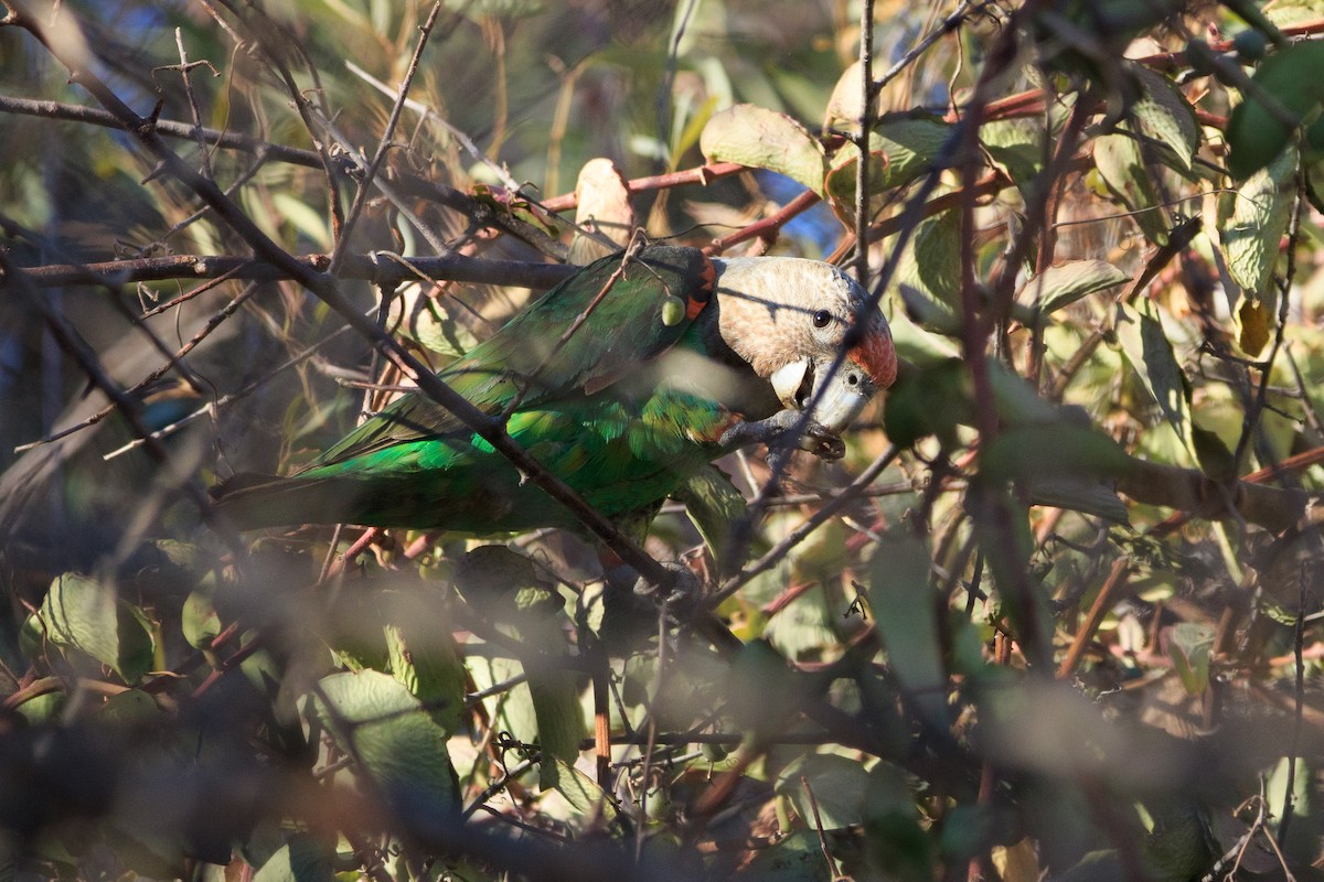 Brown-necked Parrot - ML192463051