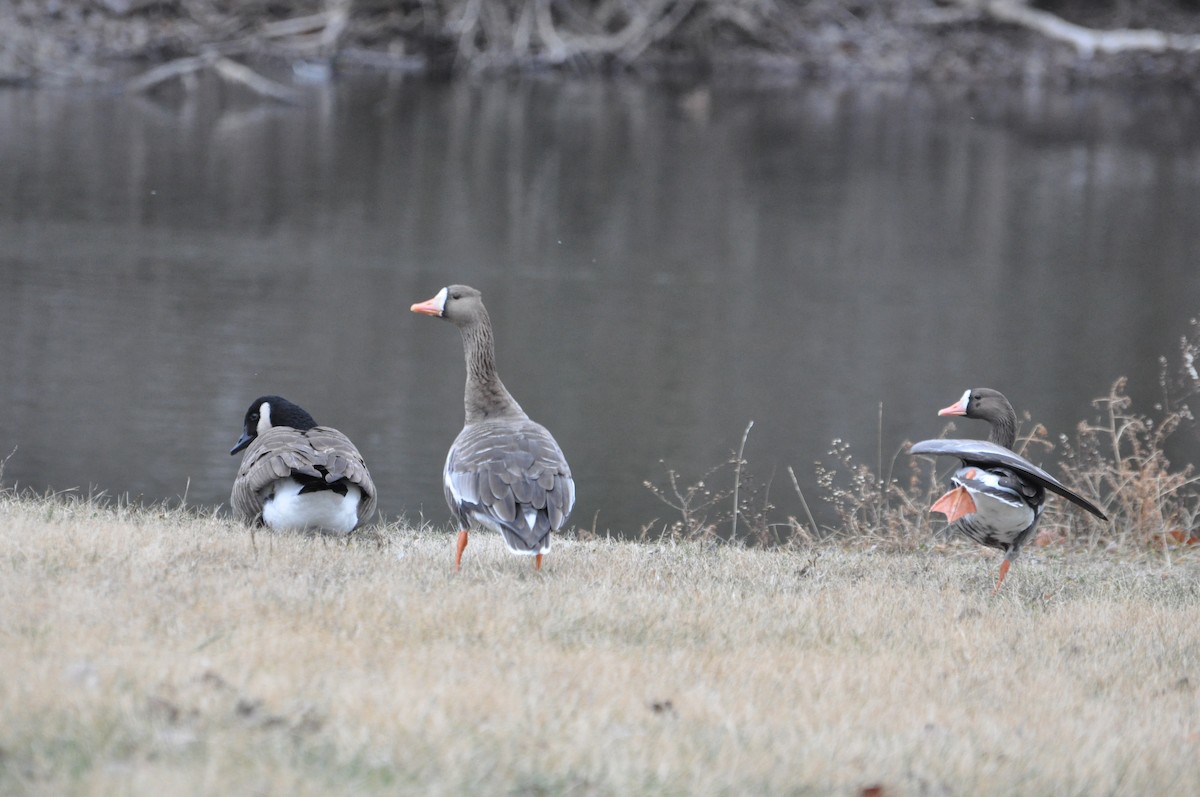 Greater White-fronted Goose - ML192466731