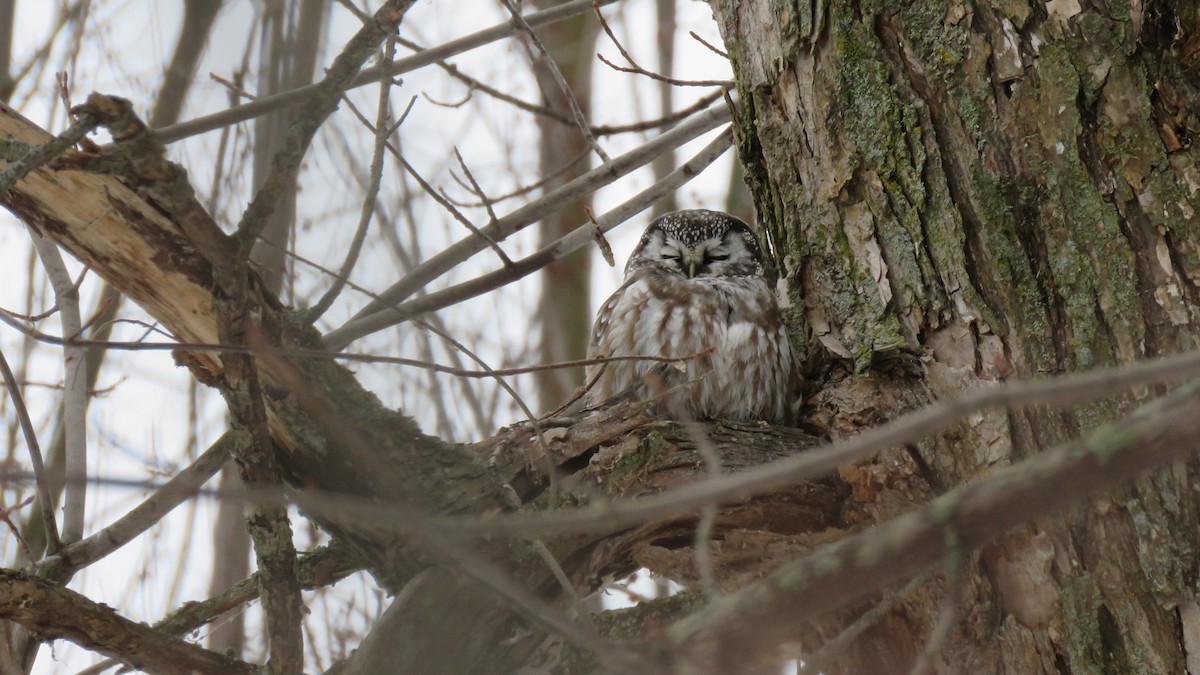 Boreal Owl - Mérédith Cousineau