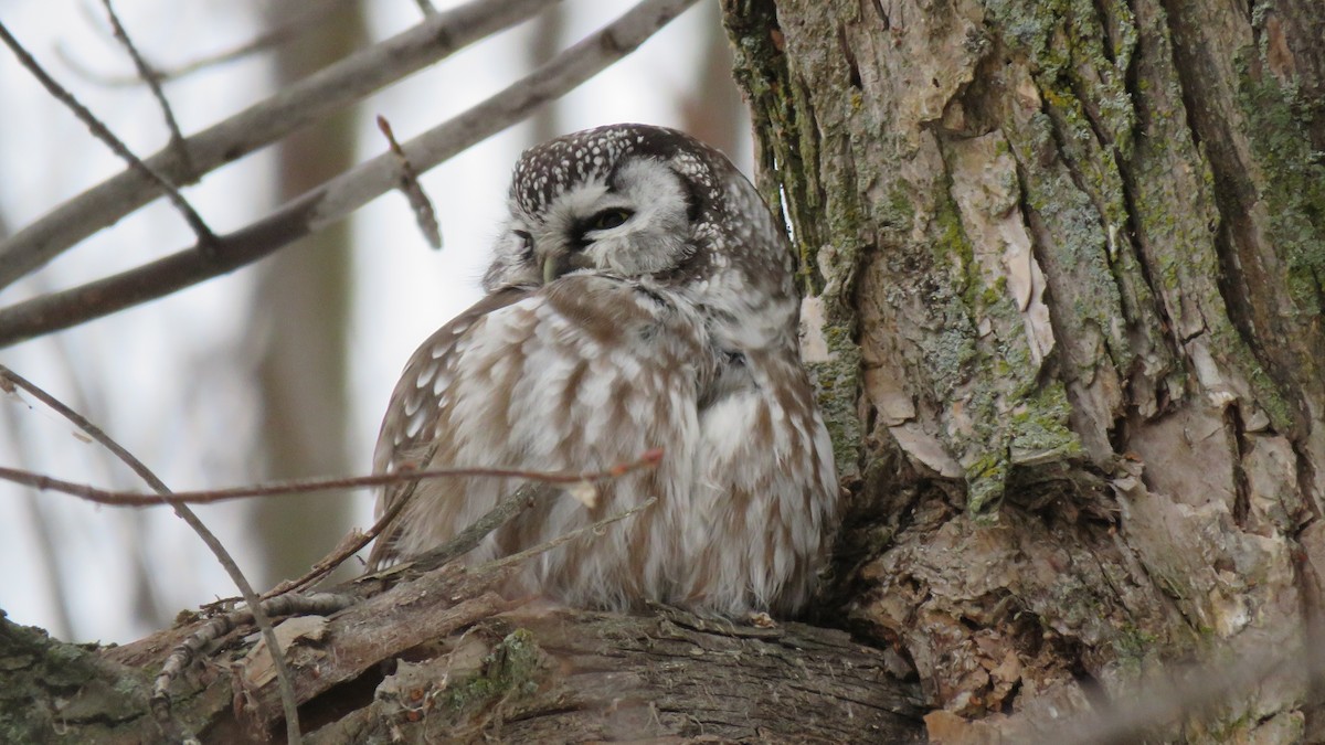 Boreal Owl - Mérédith Cousineau