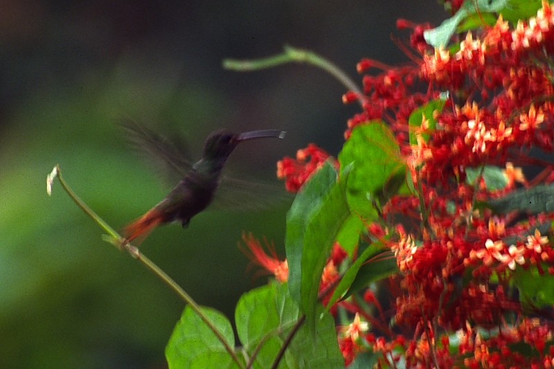 Rufous-tailed Hummingbird - Jose Antonio Lama