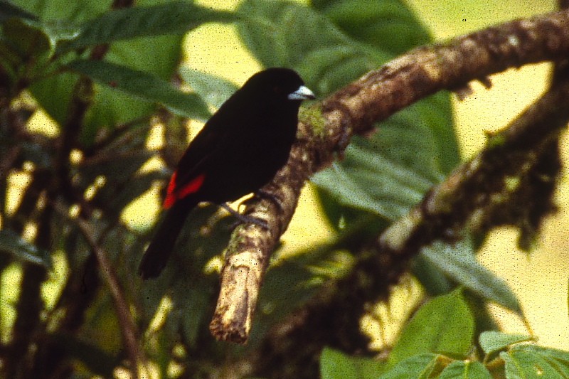 Scarlet-rumped Tanager (Passerini's) - ML192470471