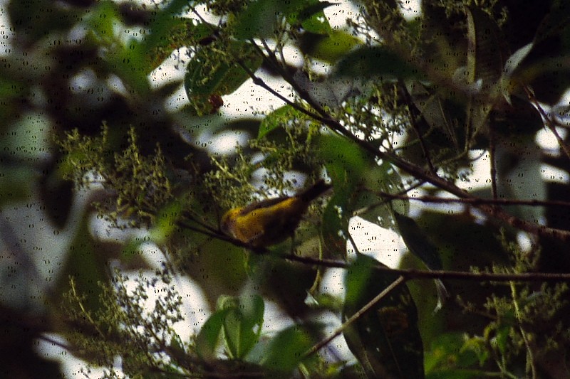 Black-and-yellow Tanager - ML192470751