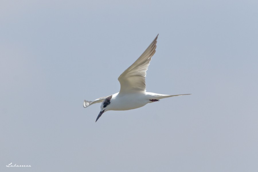 Common Tern - Gonzalo Labarrera
