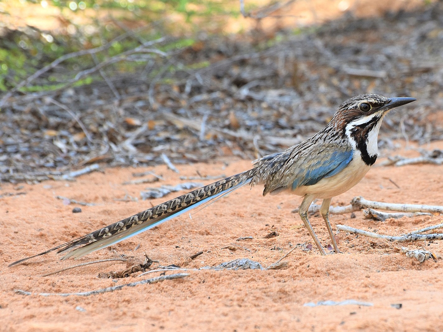 Long-tailed Ground-Roller - Carlos Sanchez